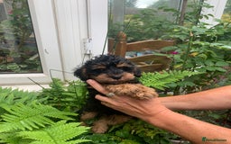 Schnoodle dogs for sale: BEAUTIFUL SCHNOODLE PUPPIES 🐶❤️ - Image 4