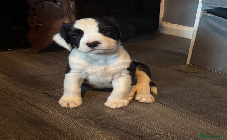 Mixed Breed dogs - Advert 8