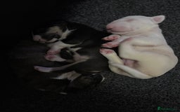 Bull Terrier dogs for sale: Playful bully’s  - Image 9