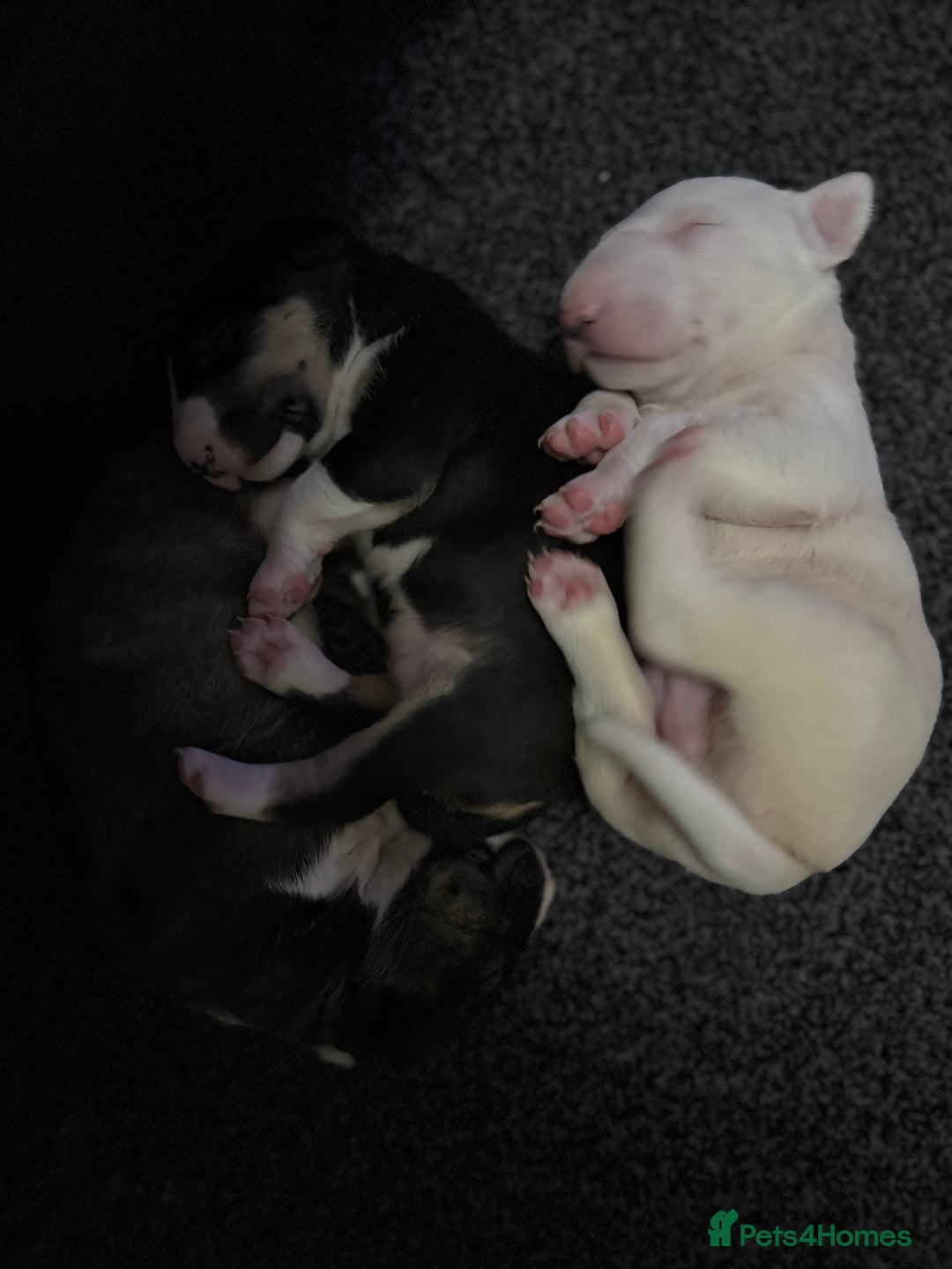 Bull Terrier dogs for sale: Playful bully’s  - Image 9