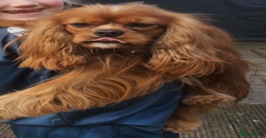 Cavalier King Charles Spaniel dogs in Shildon - Advert 5
