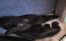 Ragdoll cats for sale: Cutest Ragdoll/Bengal mix kittens. - Image 12