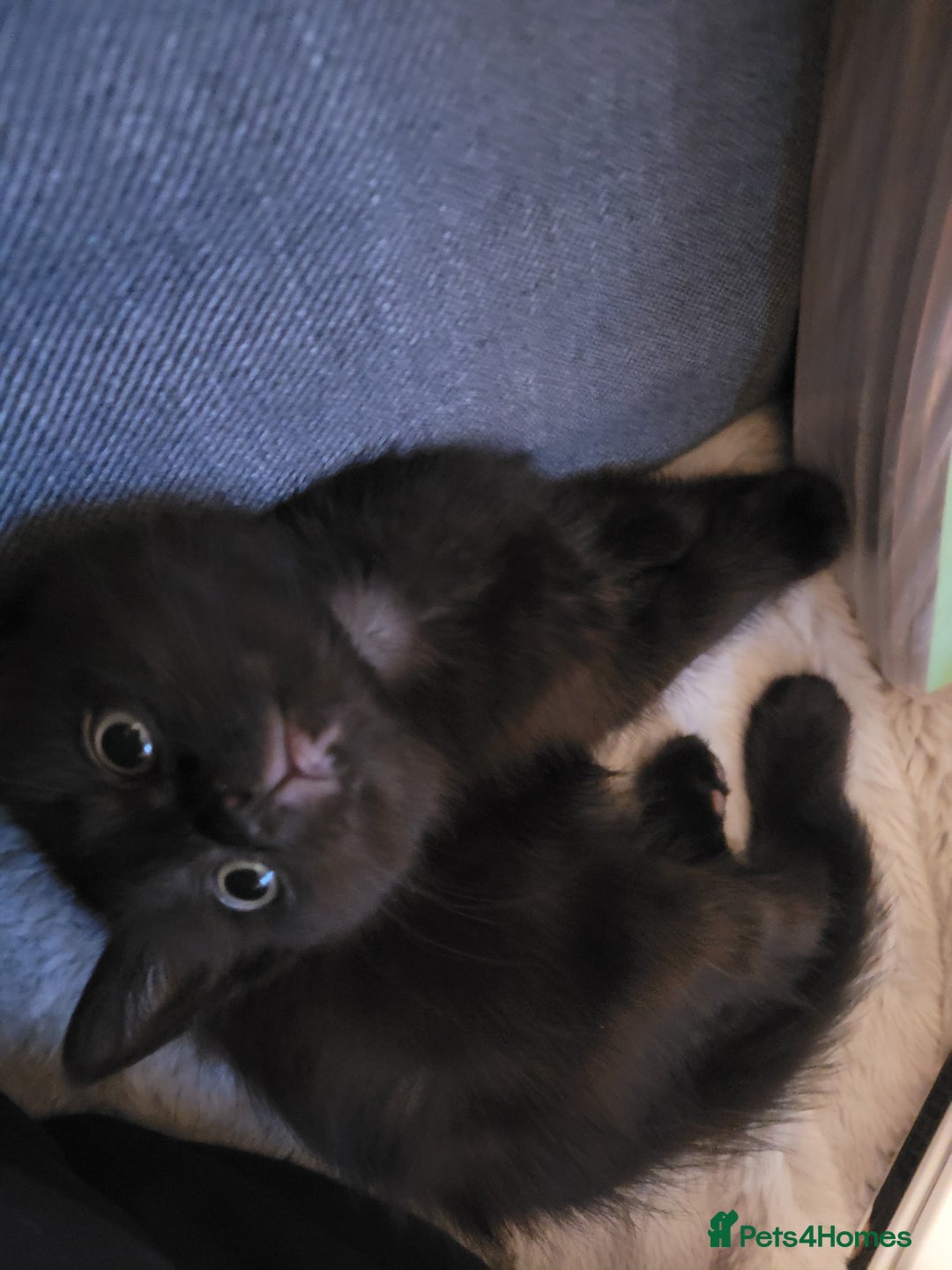 Ragdoll cats for sale: Cutest Ragdoll/Bengal mix kittens. - Image 12