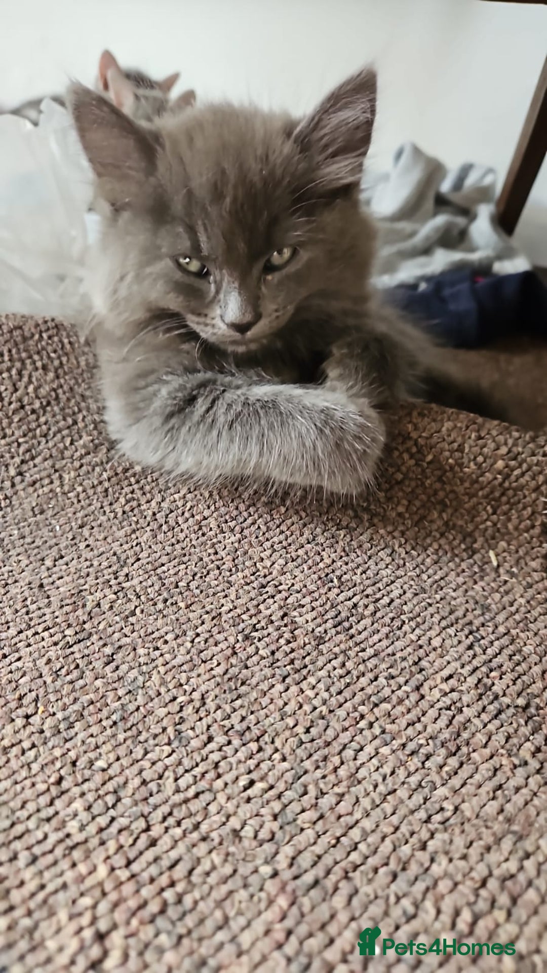 Domestic Shorthair cats for sale: Kittensss - Image 15