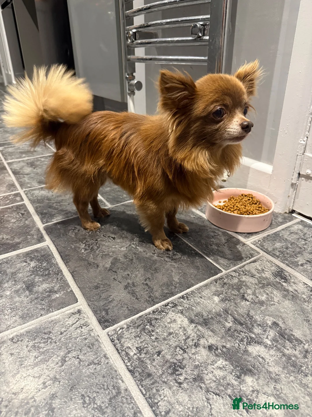 Chihuahua dogs for stud: Miniature chocolate chihuahua for stud in Newport - Advert 2