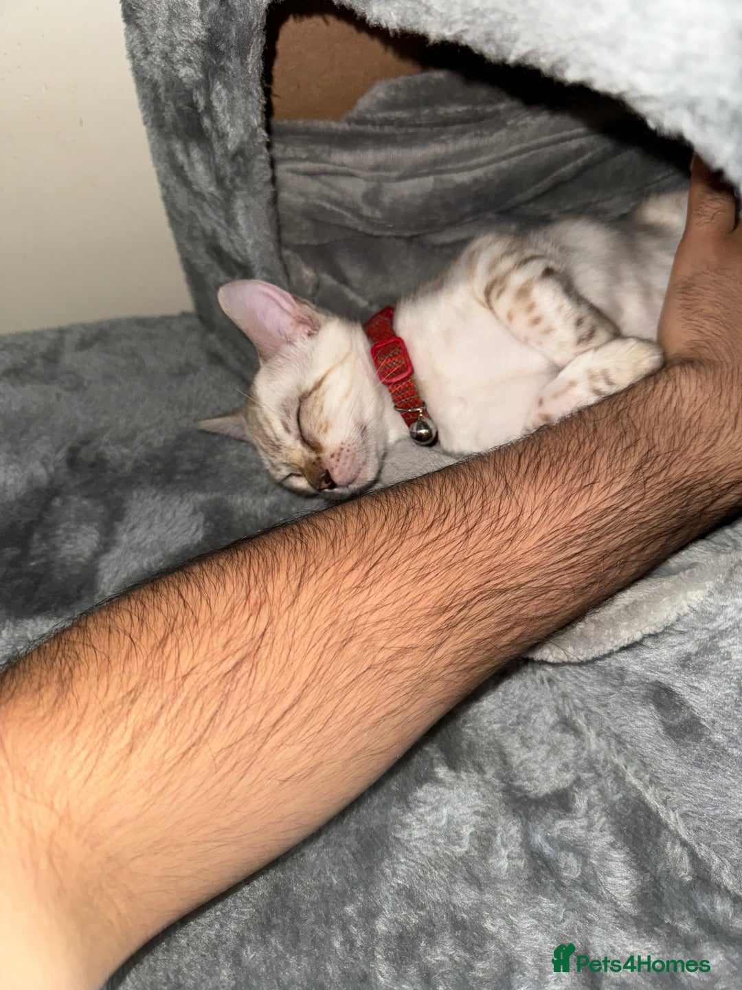 Bengal cats for sale: 🐆✨[REDUCED TO CLEAR!!] LAST THREE PURE BENGAL’S❤️ - Image 39