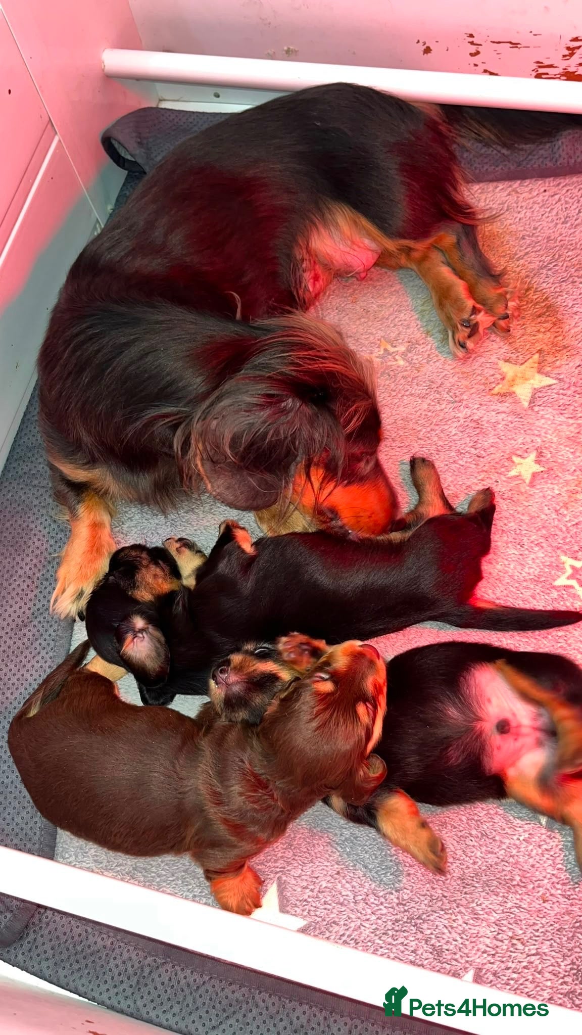 Dachshund dogs 3 beautiful temperament miniature dachshunds - Advert 2