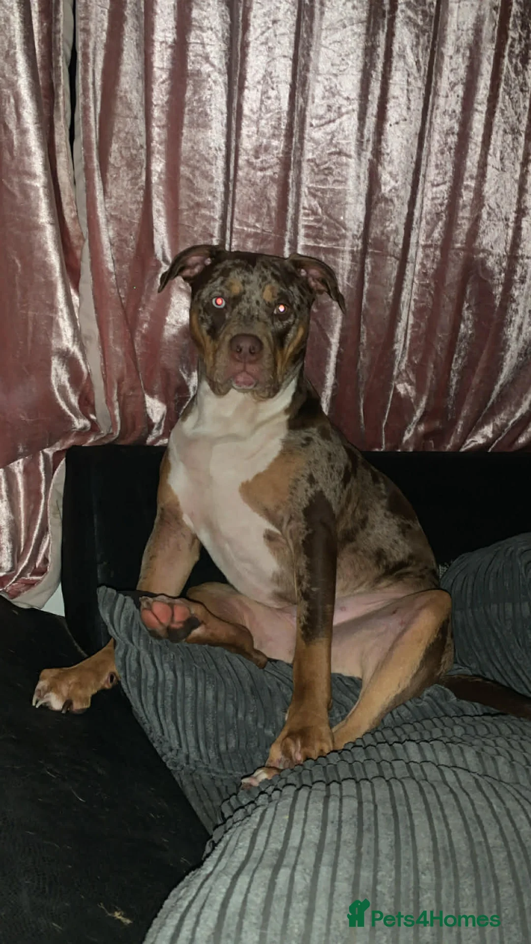 Mixed Breed dogs for sale: American bully mixed  in Runcorn - Advert 2