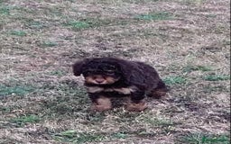 Cockapoo dogs for sale: Stunning F1B Cockapoo puppies  - Image 3