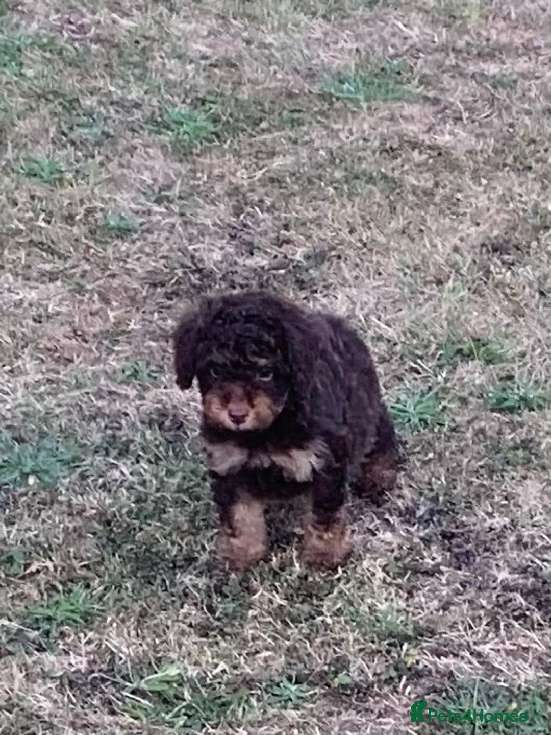 Cockapoo dogs for sale: Stunning F1B Cockapoo puppies  - Image 3