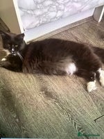 Maine Coon cats - Advert 11