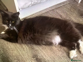 Maine Coon cats - Advert 2