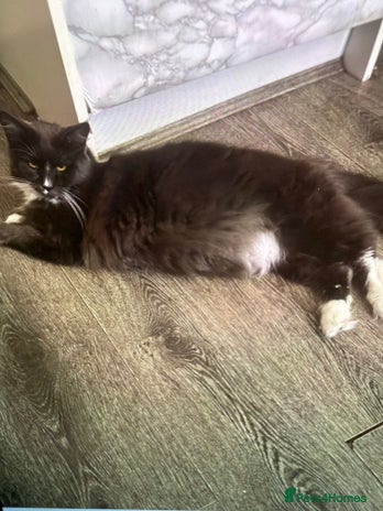 Maine Coon cats - Advert 2