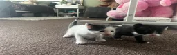 Mixed Breed cats for sale: My babies need forever homes  in Nottingham - Advert 8