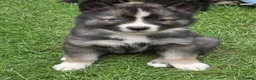 Siberian Husky dogs for sale: Yakutian Laika puppies  - Advert 11