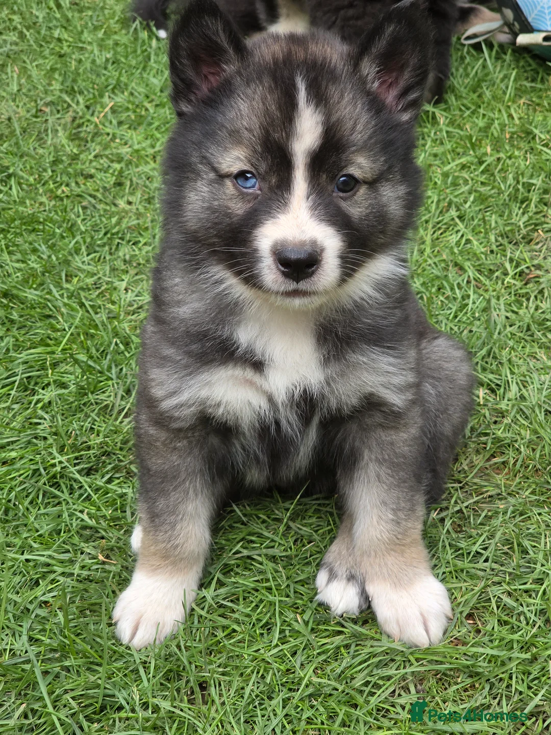 Siberian Husky dogs for sale: PLEASE READ THE DESCRIPTION CAREFULLY. - Advert 39