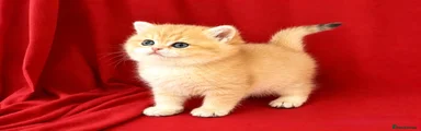 British Shorthair- Golden shaded
