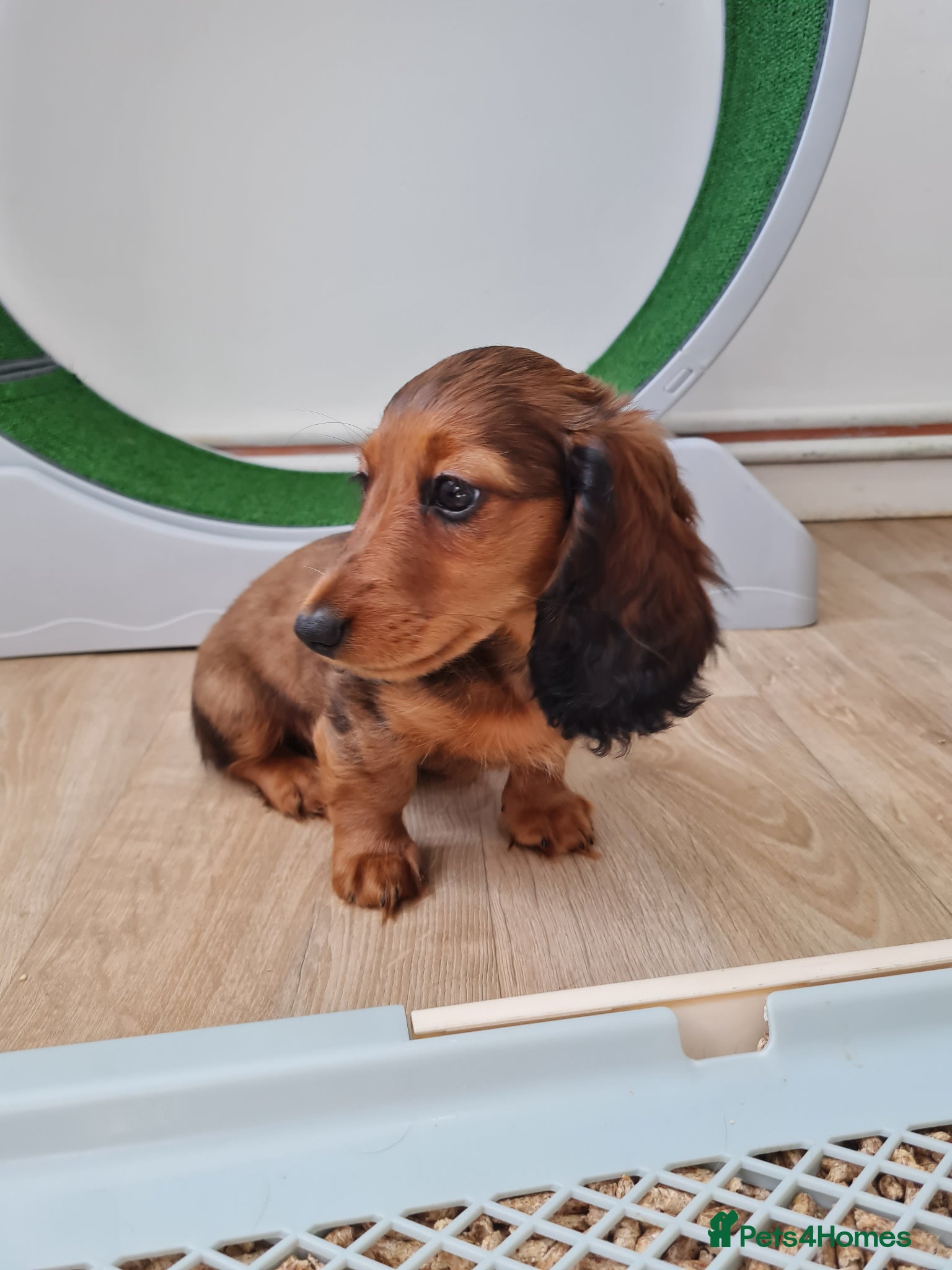 Miniature Dachshund dogs Mini Dachshund KC Reg LH Ready, champion pedigree - Advert 4