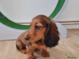 Miniature Dachshund dogs Mini Dachshund KC Reg LH Ready, champion pedigree - Advert 6
