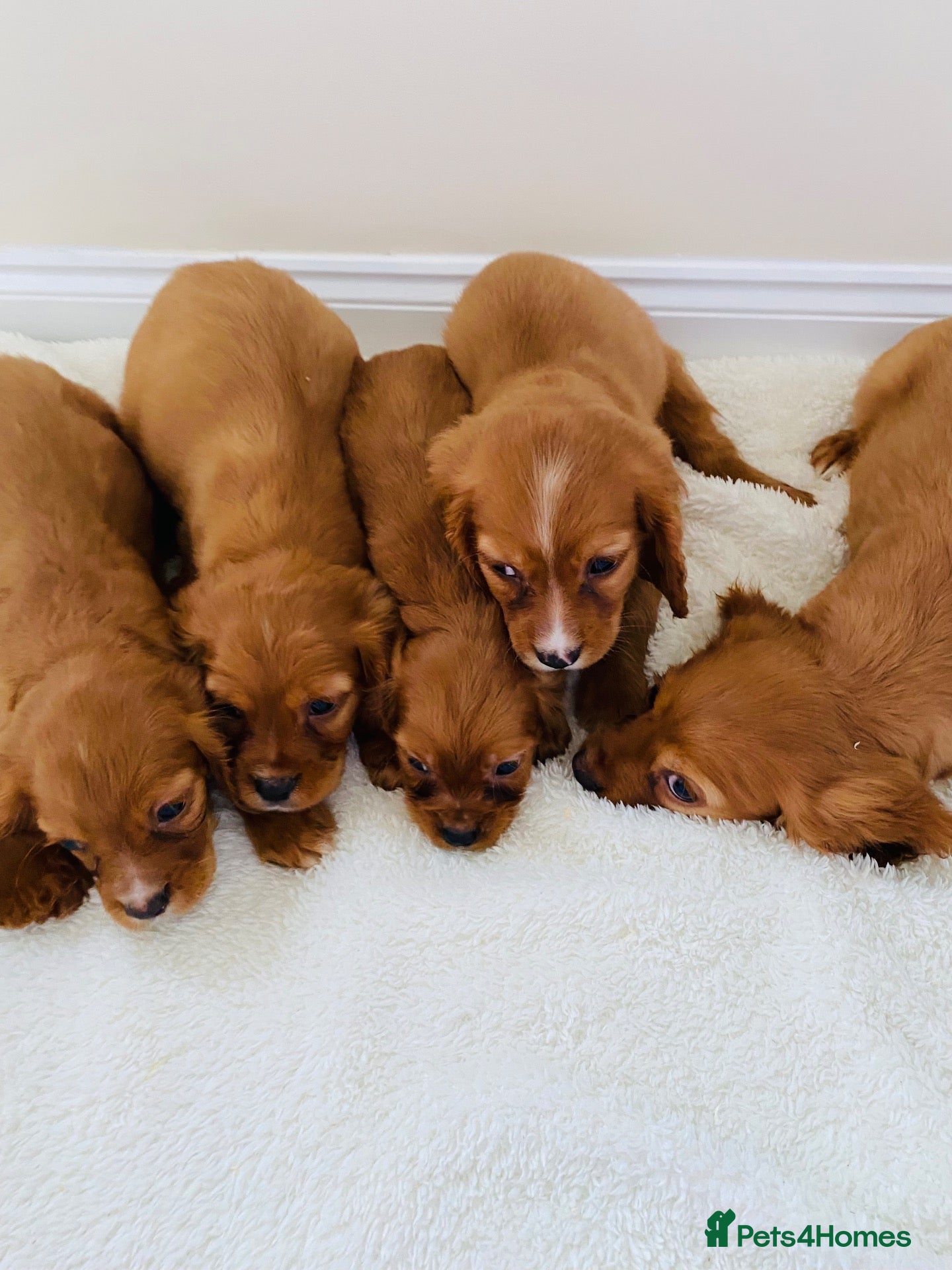 Cockalier dogs for sale: Cockalier puppy’s  - Advert 2