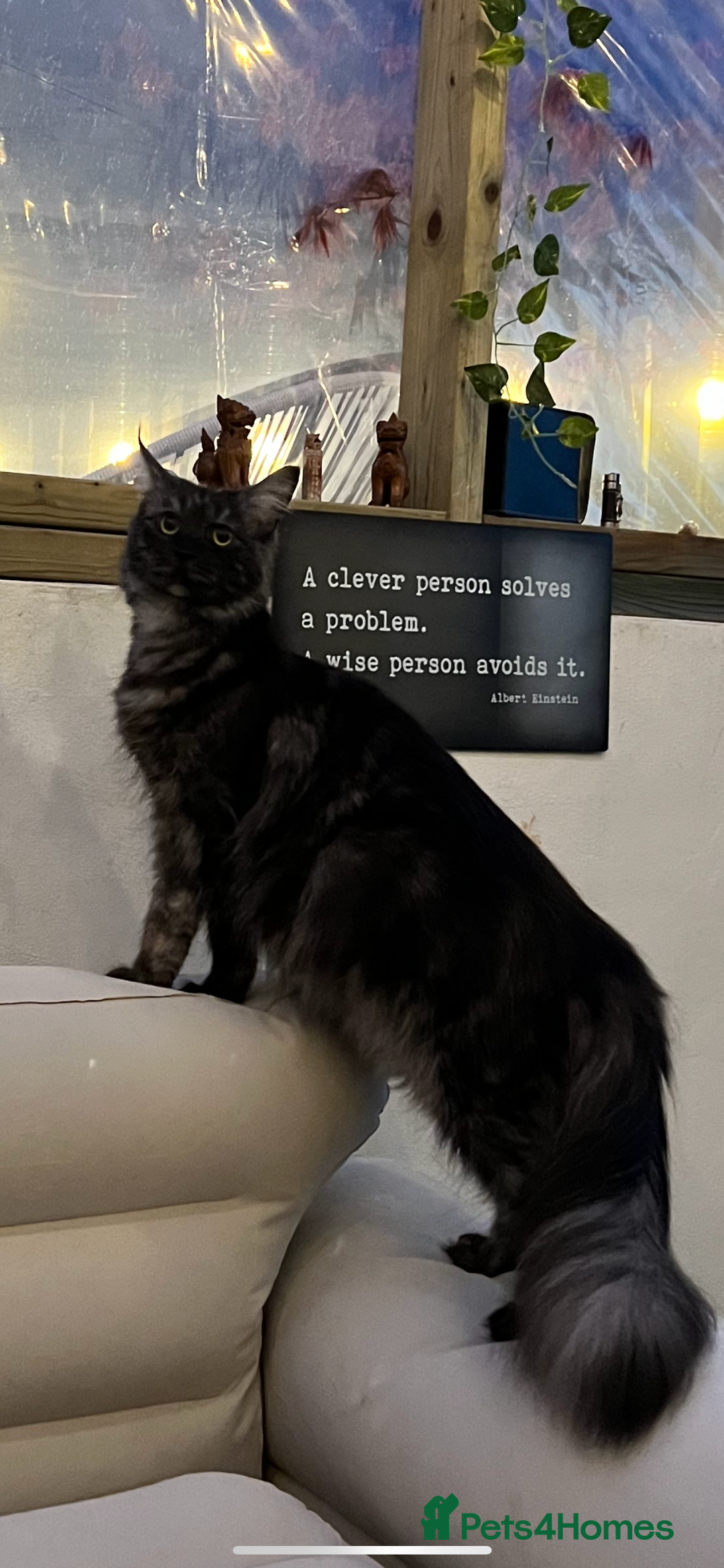 Maine Coon cats for sale: Main coon kittens  - Image 2