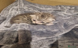 Mixed Breed cats for sale: Beautiful Kittens Available ✨️ in ELY - Image 8