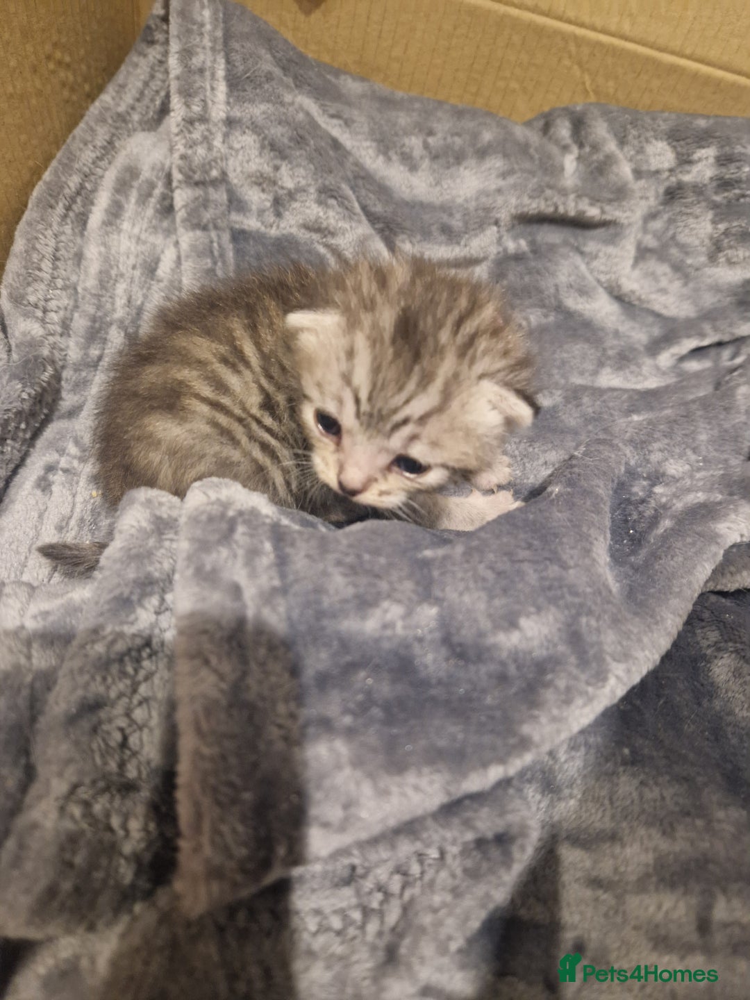 Mixed Breed cats for sale: Beautiful Kittens Available ✨️ in ELY - Image 8