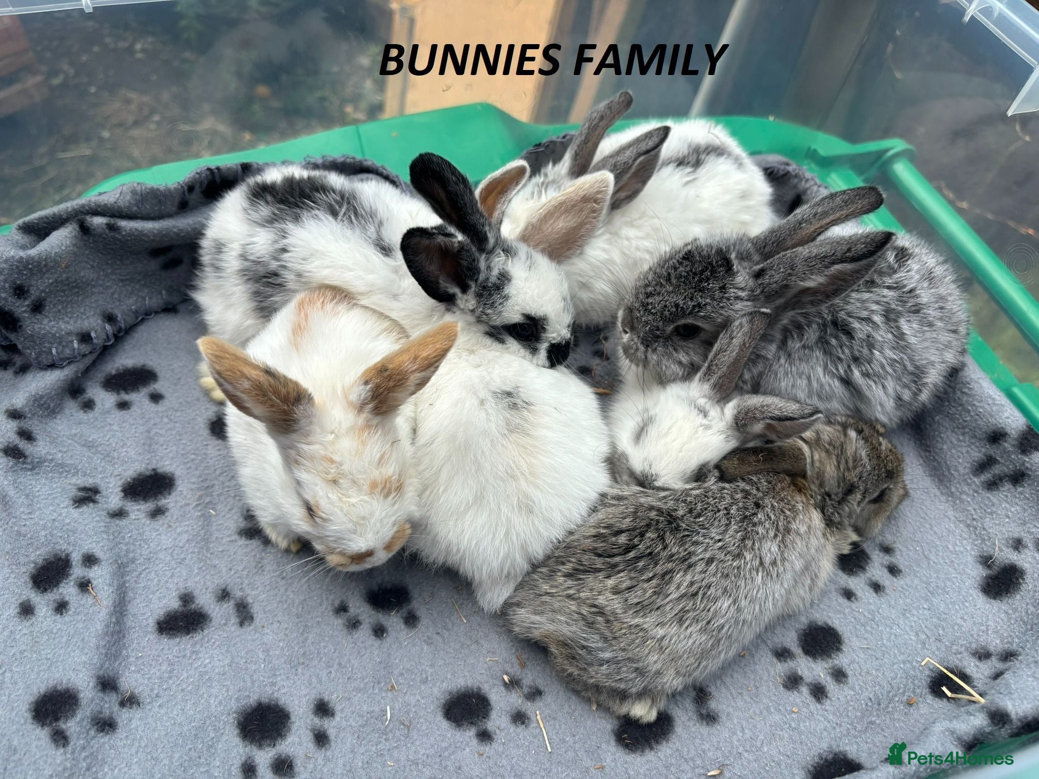 Mini Lop rabbits 🐰 Beautiful Mini Lop Baby Bunnies– Ready to go 🐰 - Advert 2