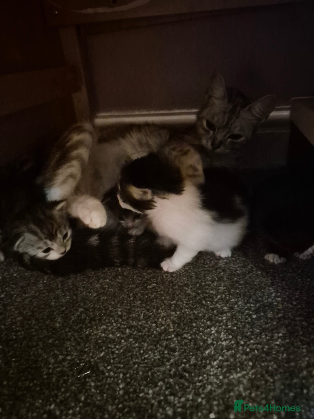 Mixed Breed cats for sale: Adorable kittens looking for loving homes  - Image 6