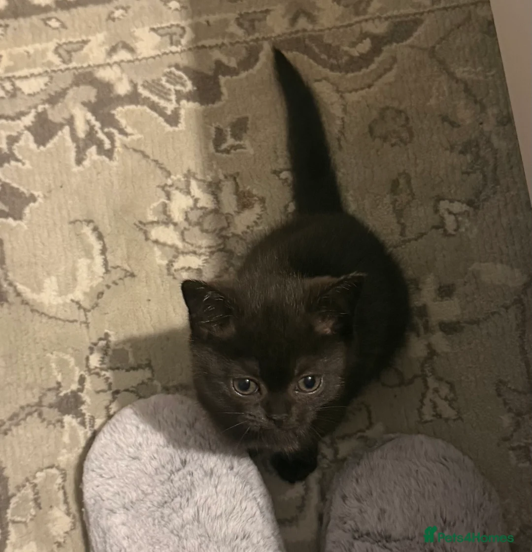 British Shorthair cats for sale: Last kitten - Dark Chocolate BSH - Advert 9