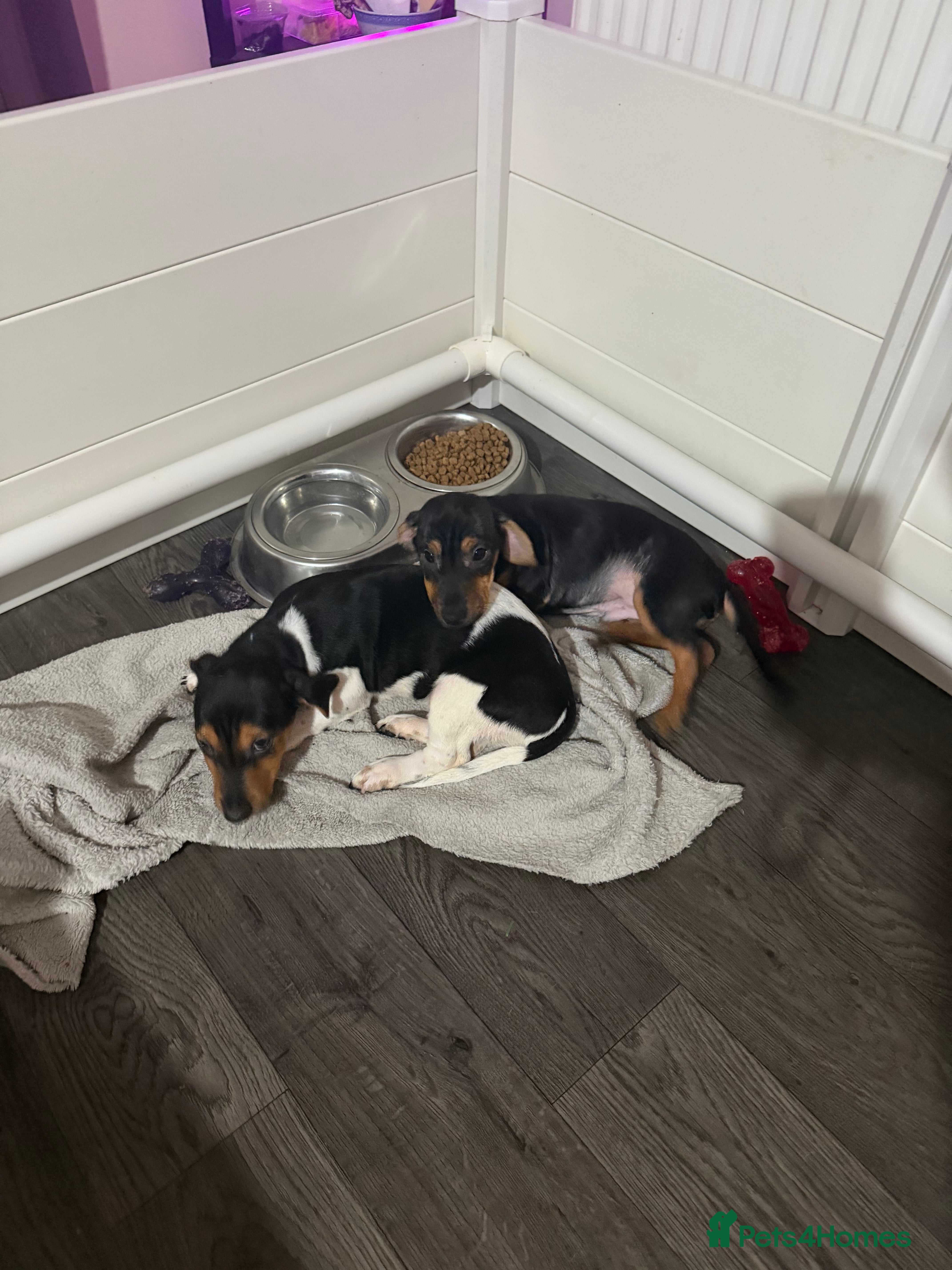 Jack Russell dogs LAST 2 Jack Russell Puppies READY TO GO - Advert 12