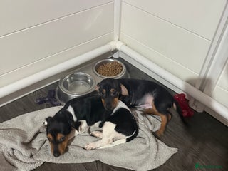 Jack Russell dogs LAST 2 Jack Russell Puppies READY TO GO - Advert 12