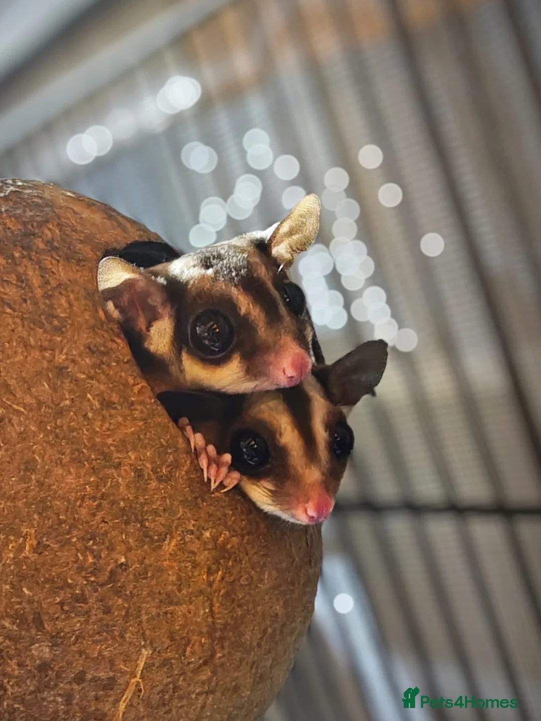 Sugar Glider rodents for sale: 2 female sugar gliders  in Chester - Advert 1