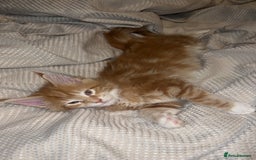 Maine Coon cats for sale: Maine Coon Kittens  - Image 3