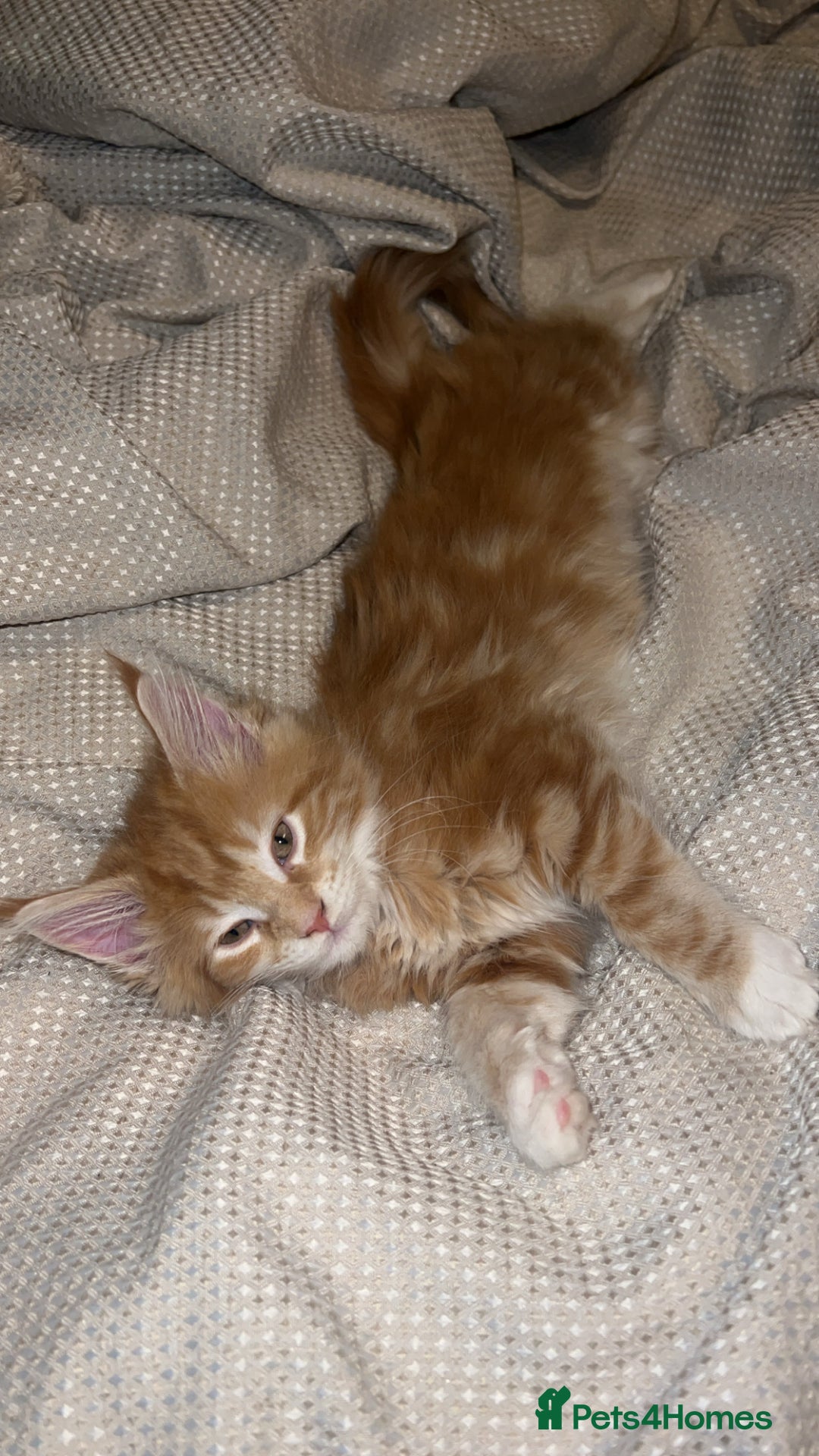 Maine Coon cats for sale: Maine Coon Kittens  - Image 3