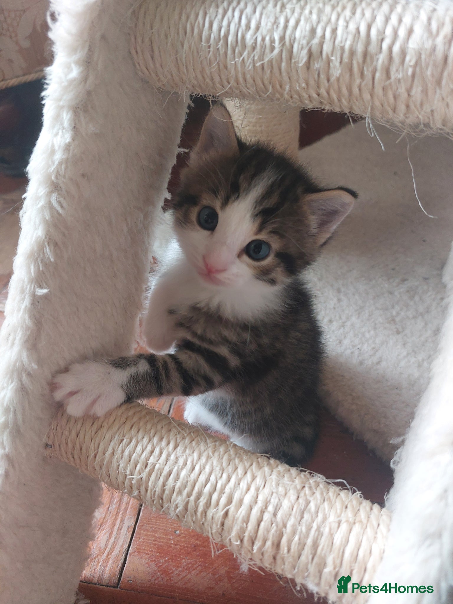 Mixed Breed cats 5 KITTENS FOR SALE MIXED BREED - Advert 1