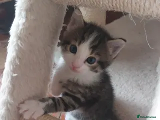 Mixed Breed cats 5 KITTENS FOR SALE MIXED BREED - Advert 1