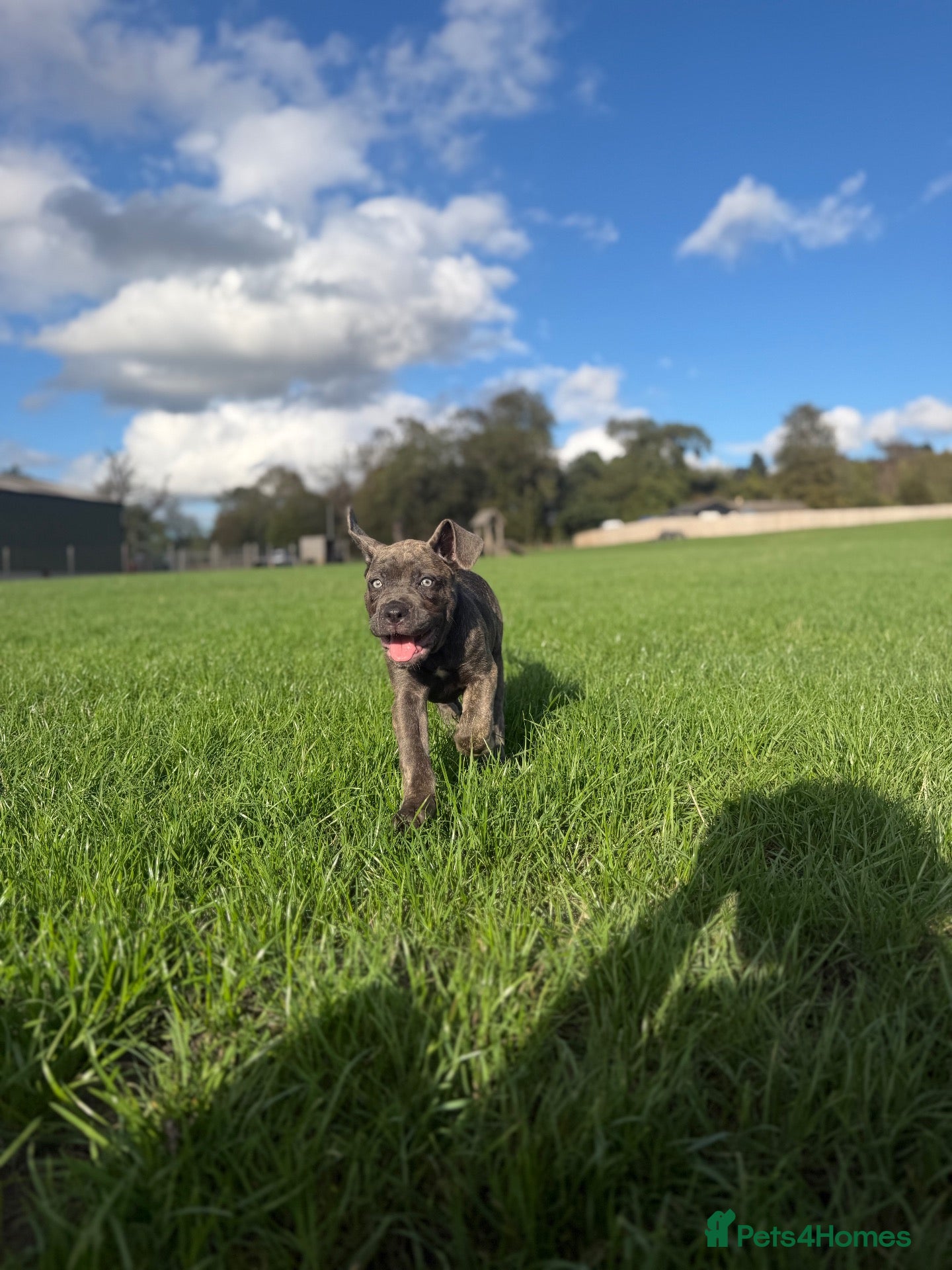 Cane Corso dogs ‼️Offers Welcme‼️ Balestra Magica Corso FCI - Advert 1