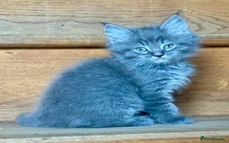Mixed Breed cats for sale: Maine coon cross ragdoll kittens stunning blues - Advert 10