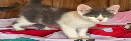 Mixed Breed cats for sale: 2 grey and white boys Ragdoll x - Advert 4