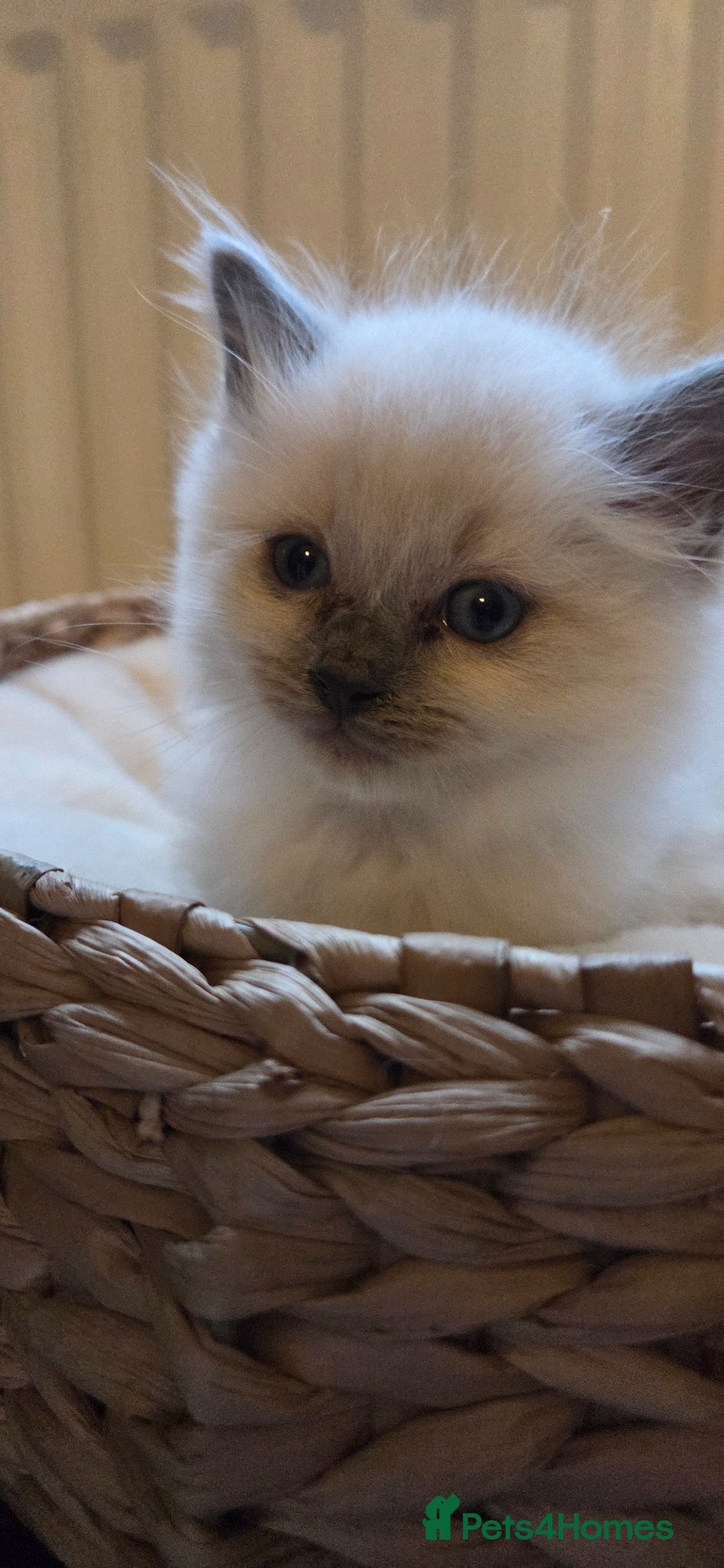 Ragdoll cats Ragdoll blue point kittens - Advert 2