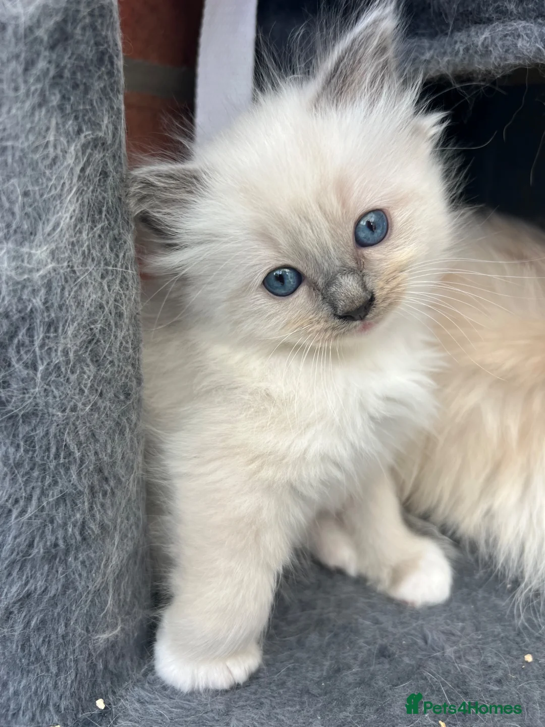 Ragdoll cats for sale: Beautiful GCCF Lilac/Blue Mitted kittens 🥇🐾 - Advert 2