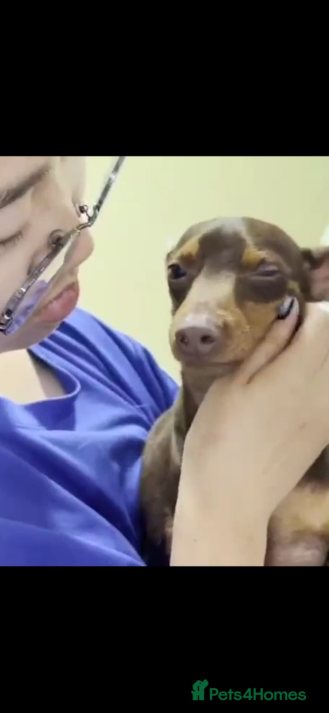 Miniature Pinscher dogs for adoption: John 3 year mini pin Korean meat trade survivor  - Image 3