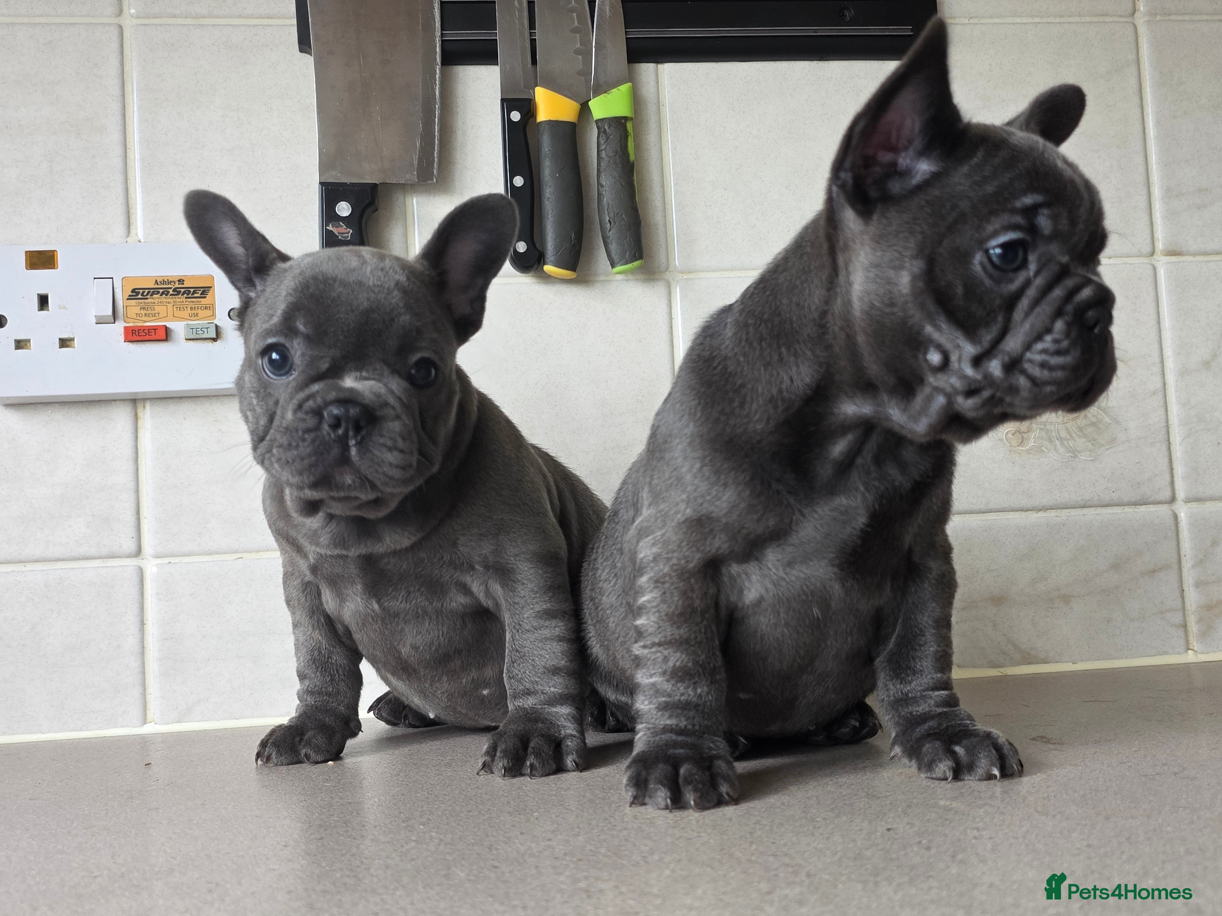 French Bulldog dogs 2 female blue french bulldogs for a new home - Advert 3