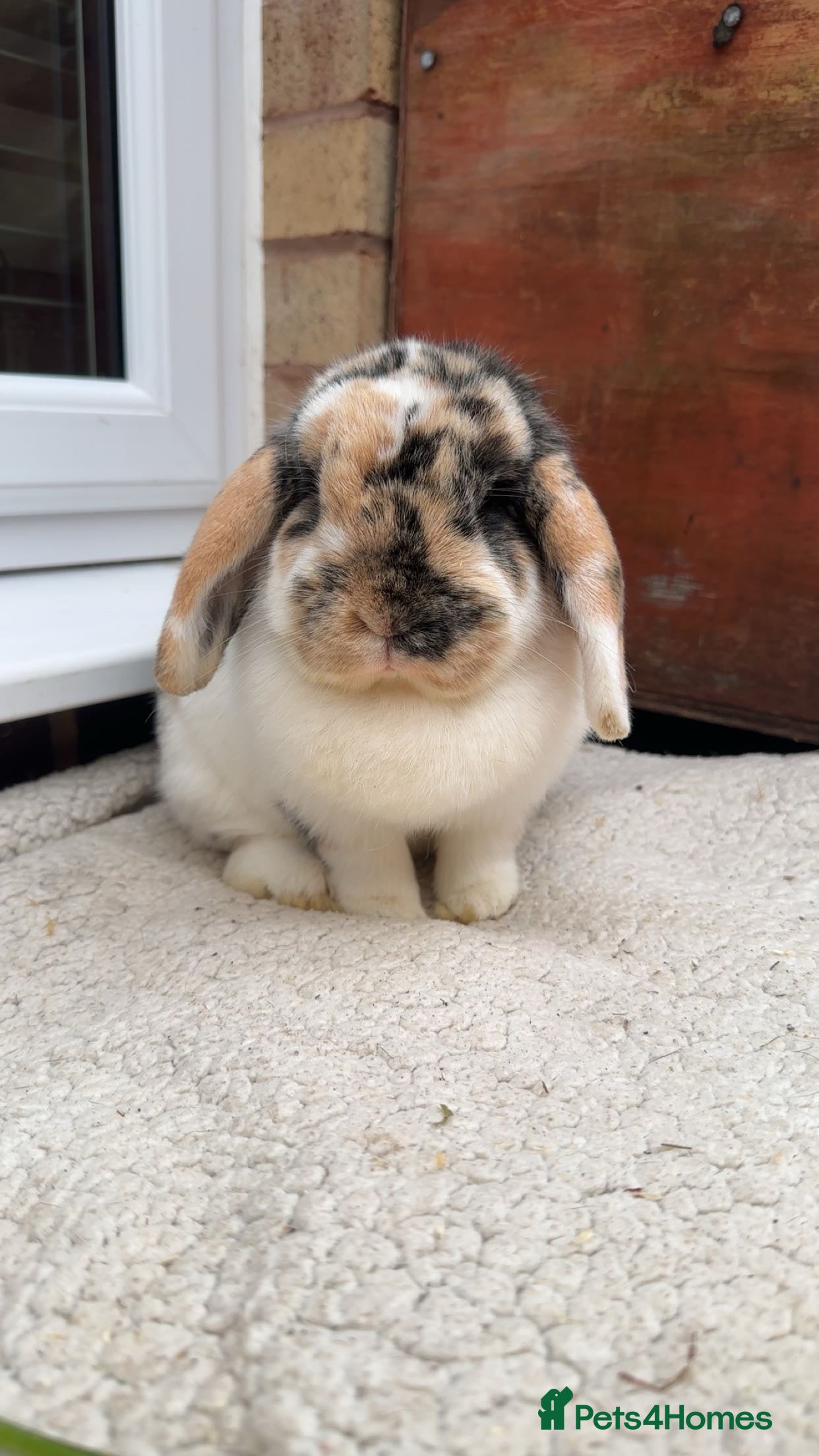 Mini Lop rabbits Mini lop babies  - Advert 18