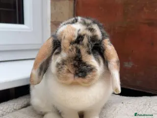 Mini Lop rabbits Mini lop babies - Advert 18