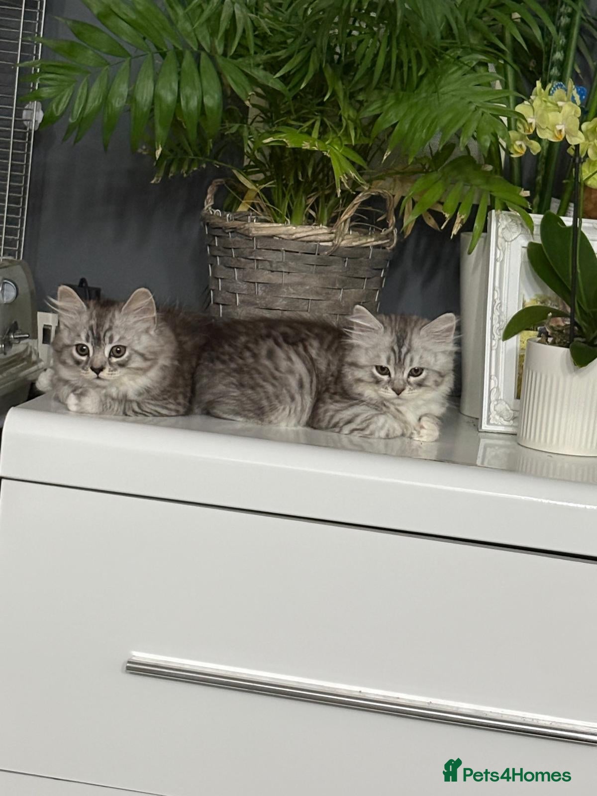 Mixed Breed cats Rare Silver Smoke Semi-longhair  Breed Cross - Advert 2