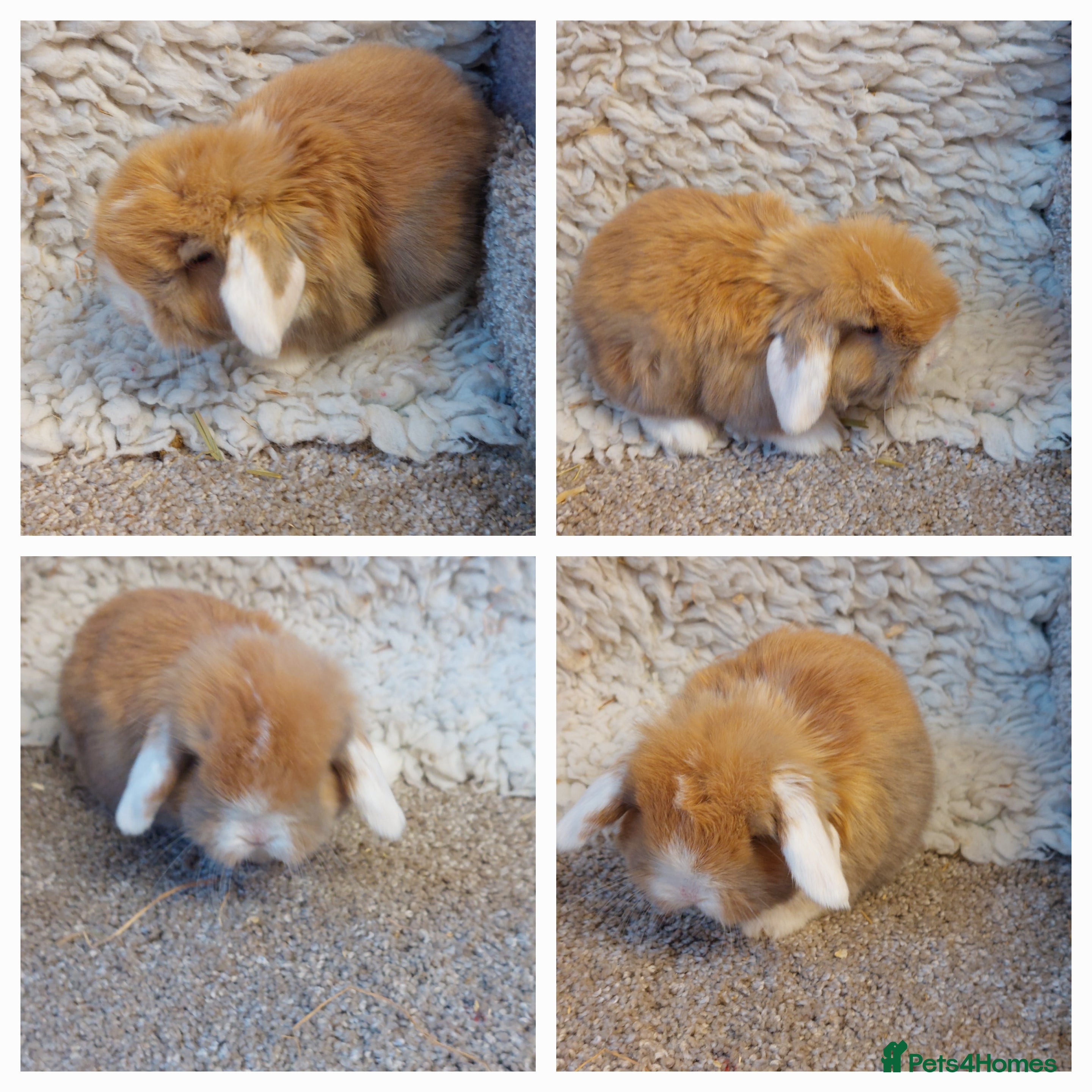 Mini Lop rabbits Minilop babys ready to reserve  - Advert 4