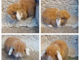 Mini Lop rabbits Minilop babys ready to reserve - Advert 4