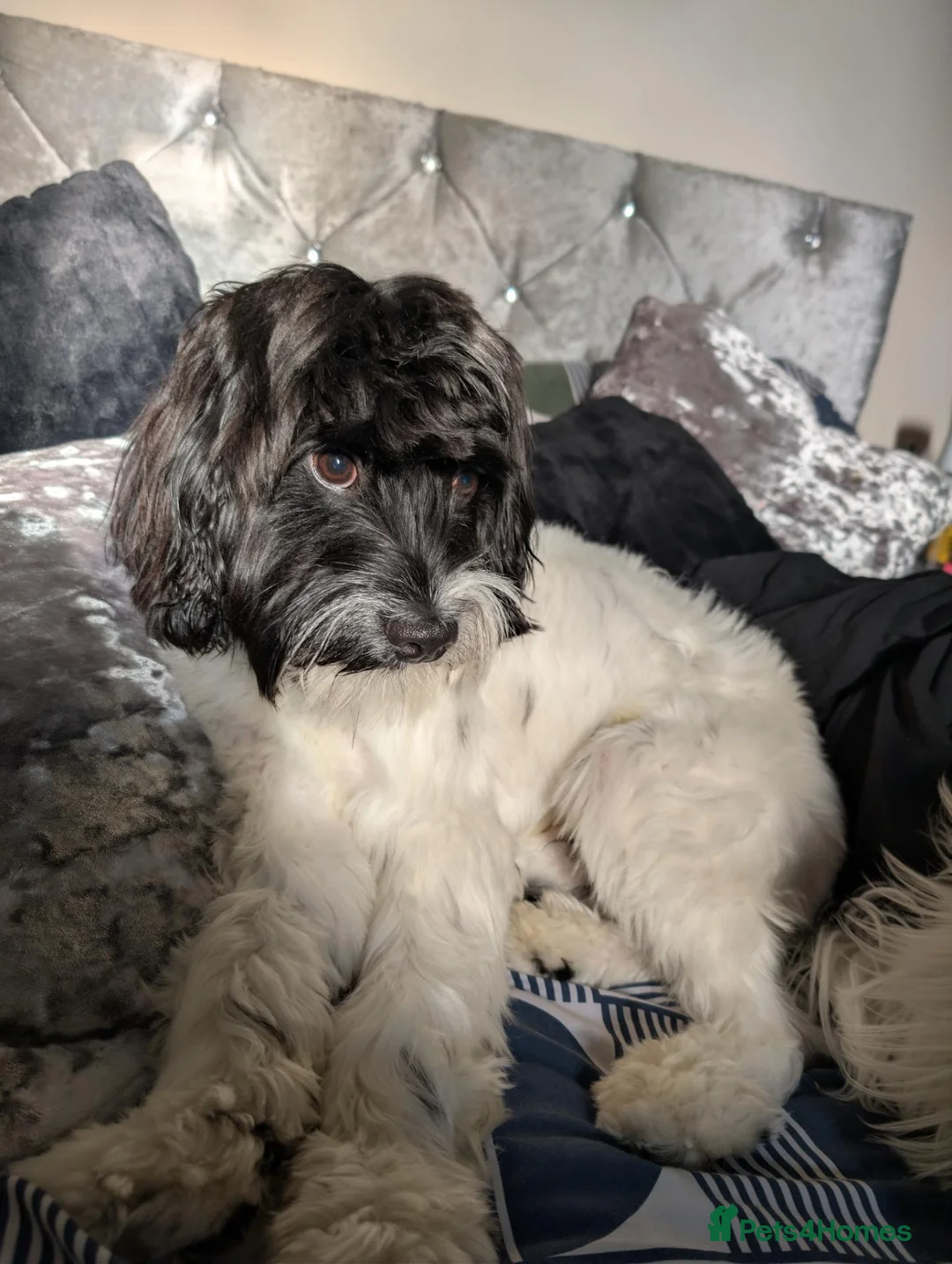Mixed Breed dogs for stud: Cavapoo - Advert 2
